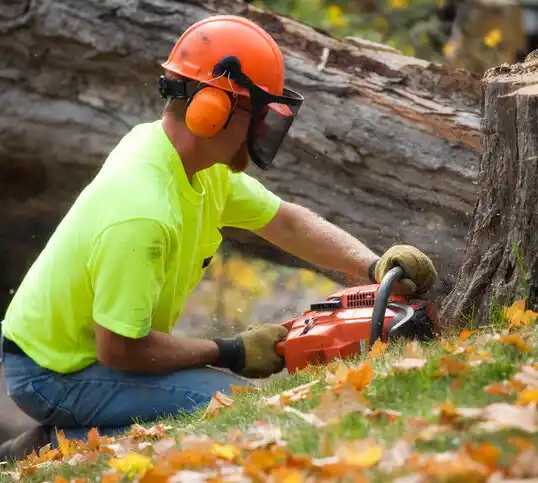 tree services Glenmoor